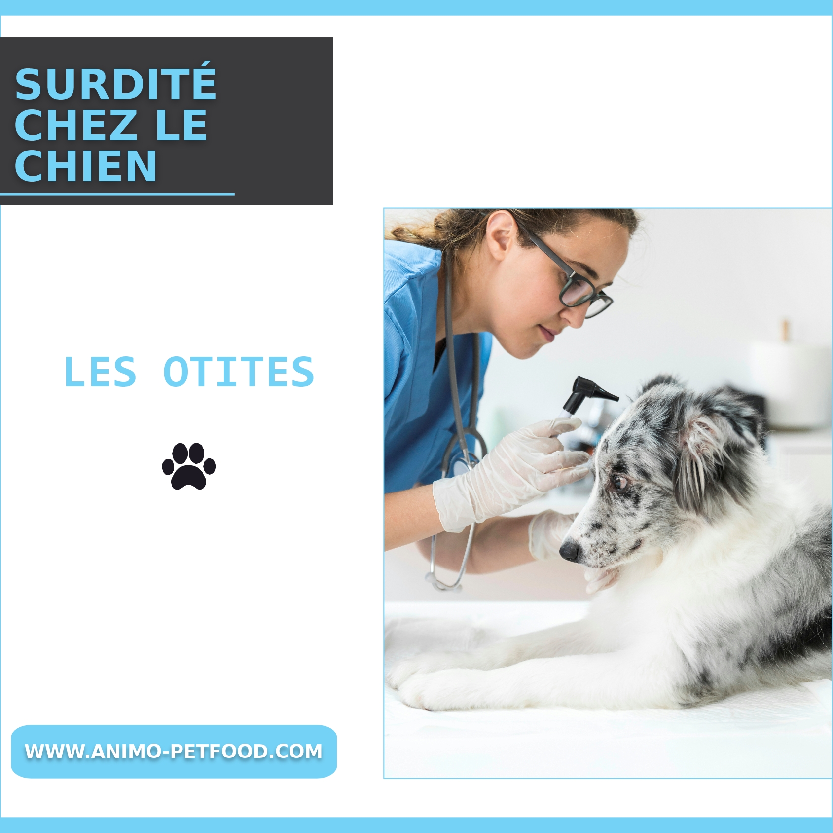 otites chez le chien